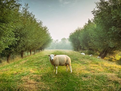 Schaap op dijk.jpg